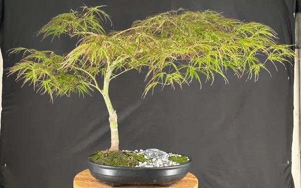 Crimson Queen Japanese Maple Bonsai, 27 Years Old (Acer palmatum)