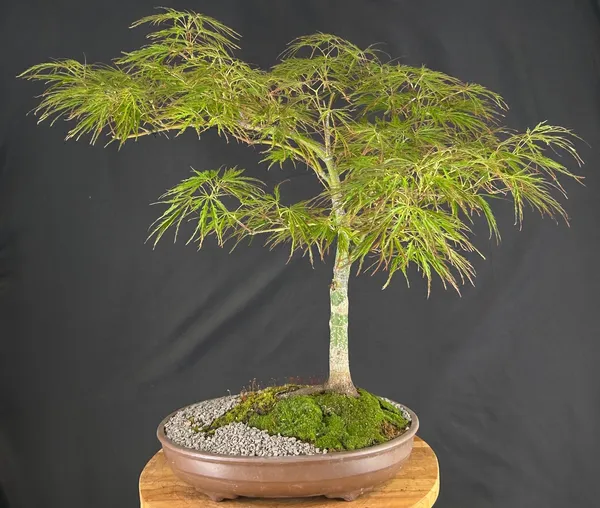 Crimson Queen Japanese Maple Bonsai, 27 Years Old (Acer palmatum)
