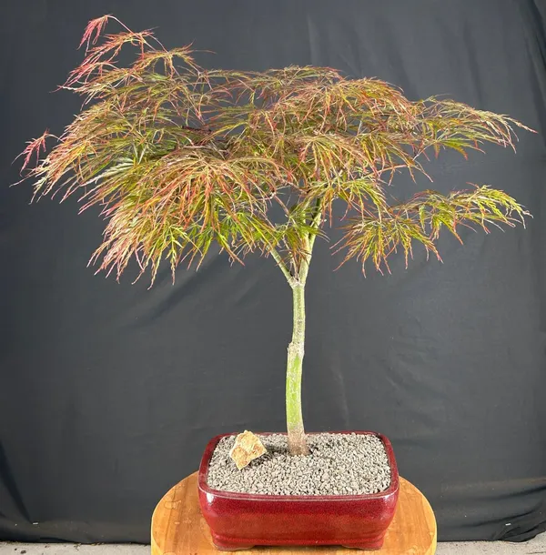Crimson Queen Japanese Maple Bonsai, 26 Years Old (Acer palmatum)