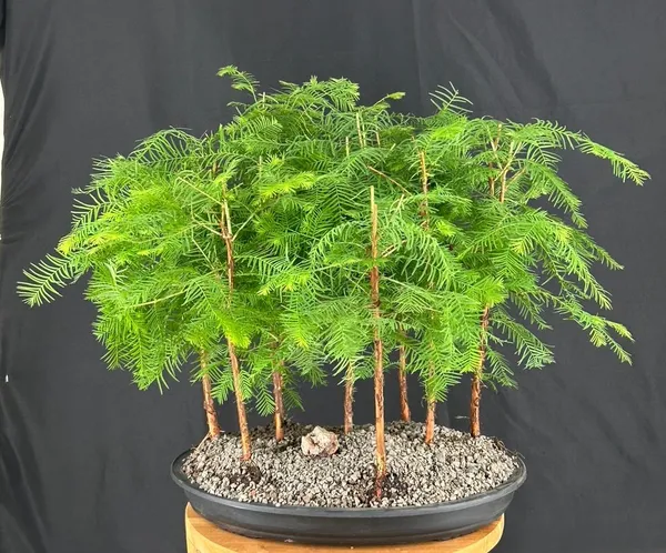 Dawn Redwood 9 Bonsai, Forest Group, 8 Years Old (Metasequoia glyptostrobides)