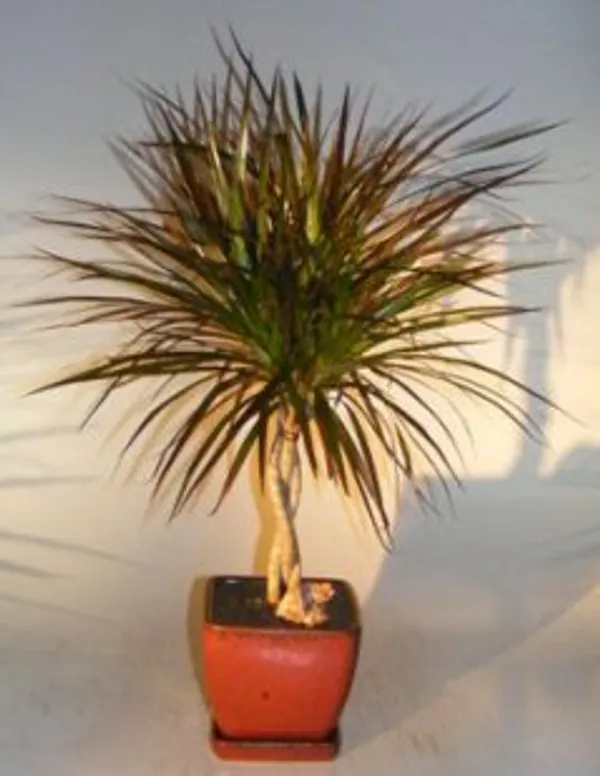 Dracena Trunk Bonsai, Braided Trunks, 8 Years Old (Dracaena marginata)