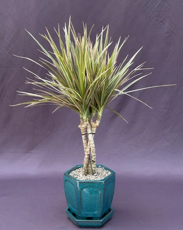 Dracena Trunk Variegated Bonsai, Braided Trunks, 8 Years Old (Dracaena marginata)