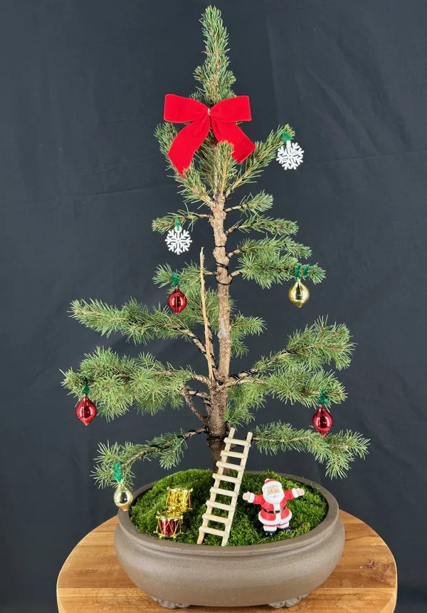 Dwarf Alberta Spruce Bonsai with Holiday Decorations, 12 Years Old (Picea glauca 'Conica')