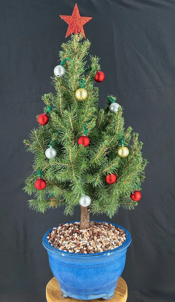 Dwarf Alberta Spruce Bonsai with Holiday Decorations, 14 Years Old (Picea glauca 'Conica')