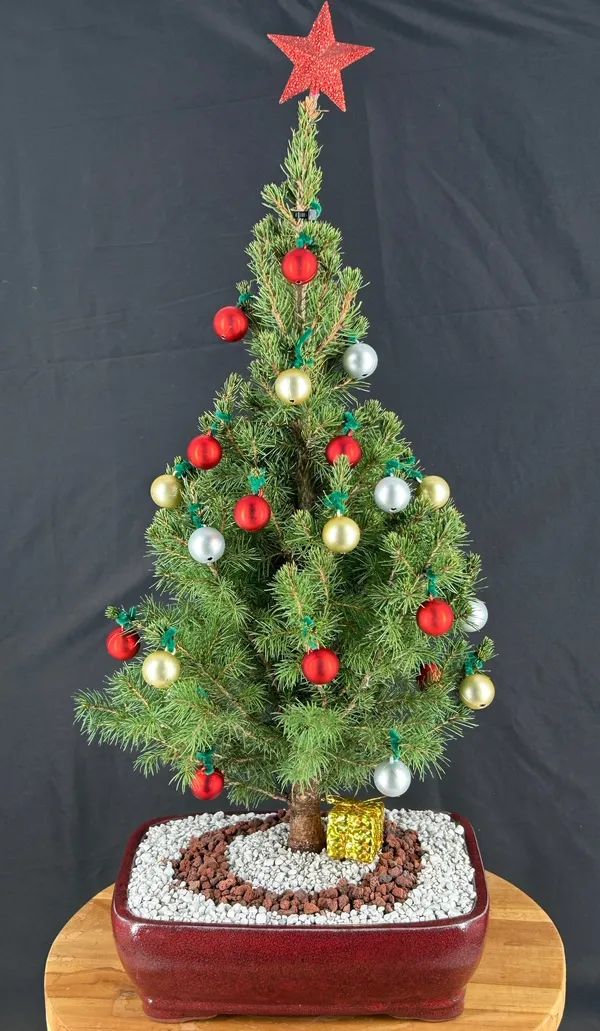 Dwarf Alberta Spruce Bonsai with Holiday Decorations, 16 Years Old (Picea glauca 'Conica')