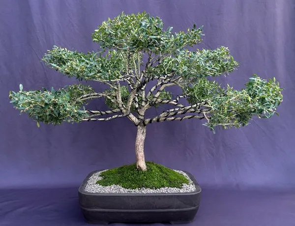 Dwarf English Boxwood Bonsai, 64 Years Old (Buxus semperuirens)