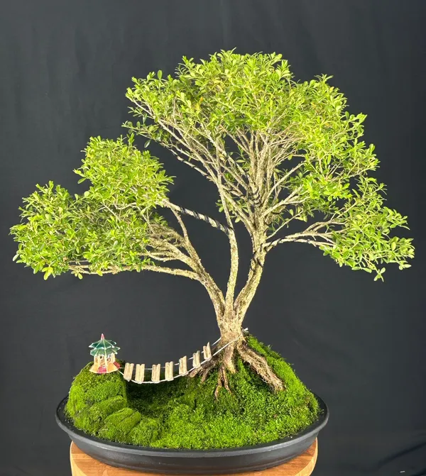 Dwarf English Boxwood Bonsai, Exposed Roots, 48 Years Old (Buxus semperuirens)