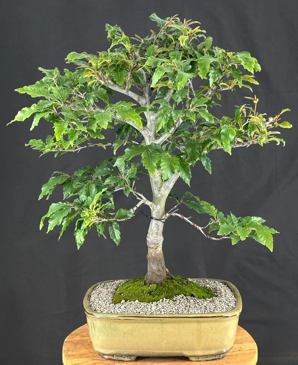 Dwarf European Beech Bonsai, 39 Years Old (Fagus sylvatica 'Sandrode')
