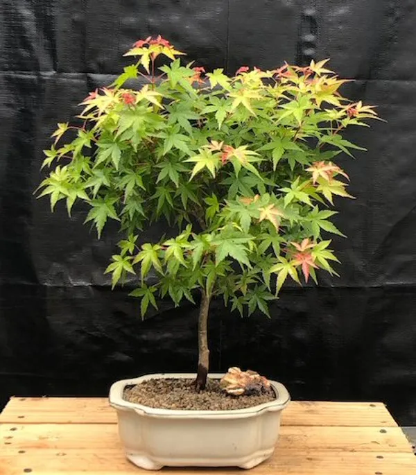 Dwarf Japanese Green Maple Bonsai, 12 Years Old (Acer palmatum)