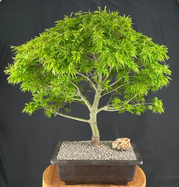 Dwarf Sharp's Pygmy Japanese Maple Bonsai, 31 Years Old (Acer palmatum 'Sharps Pygme')
