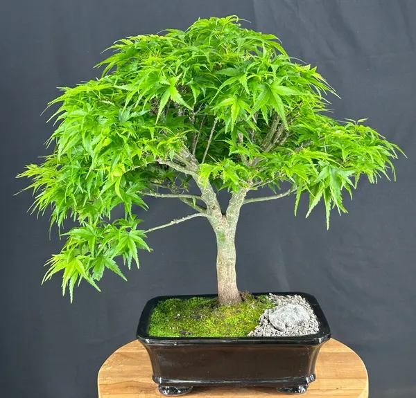 Dwarf Sharp's Pygmy Japanese Maple Bonsai, 25 Years Old (Acer palmatum 'Sharps Pygme')