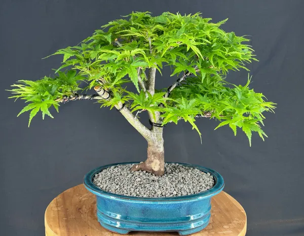 Dwarf Sharp's Pygmy Japanese Maple Bonsai, 27 Years Old (Acer palmatum 'Sharps Pygme')
