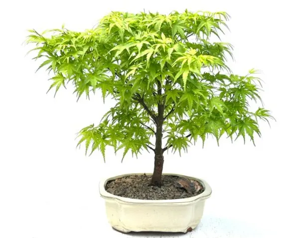 Dwarf Sharps Pygme Japanese Maple Bonsai, 16 Years Old (Acer palmatum)