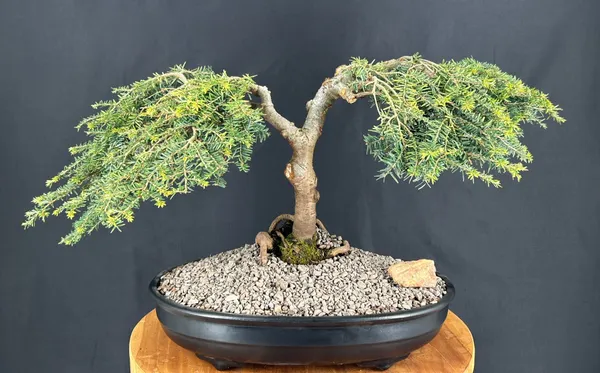 Dwarf Hemlock Bonsai, Weeping, 19 Years Old (Tsuga canadensis 'Coles Prostmate')