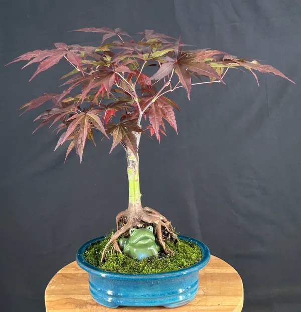 Emperor One Japanese Maple Bonsai, 19 Years Old (Acer palmatum 'Wolff')