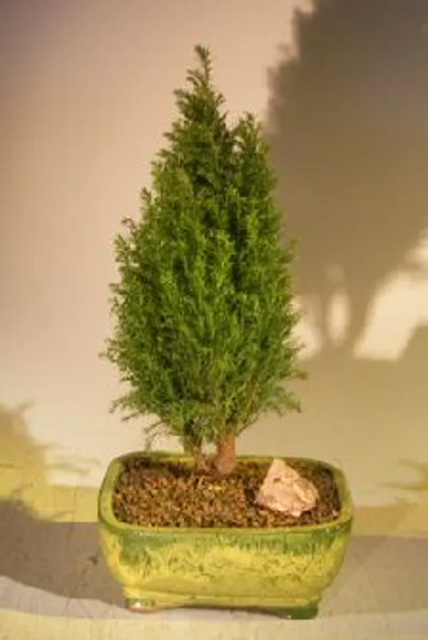 European Cypress Evergreen Bonsai, 7 Years Old (Chamaecypari iawsoniana 'Ellwoodii')