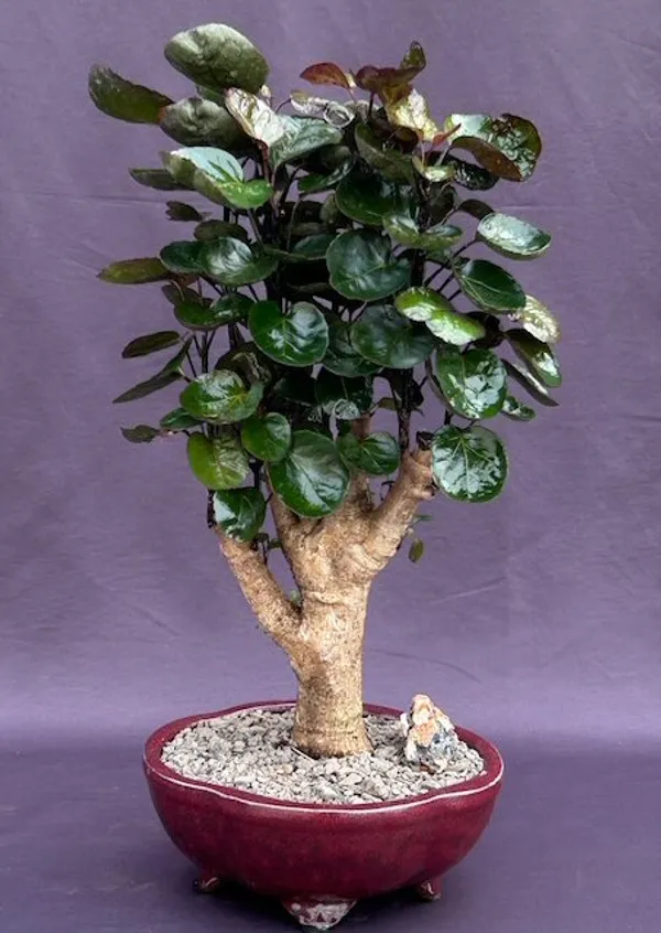 Fabian Aralia Bonsai, 12 Years Old (Polyscias scutellaria)