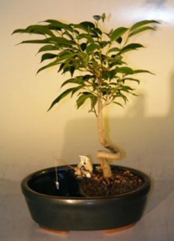 Ficus in a Water Land Container Bonsai, Coiled Trunk, 6 Years Old (Ficus 'Orientalis')