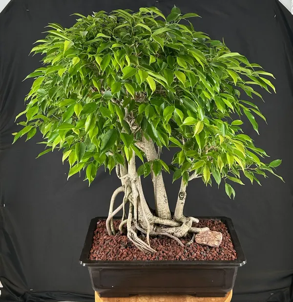 Ficus Philippinensis Banyan Bonsai, Exposed Roots (Ficus philippinensis)