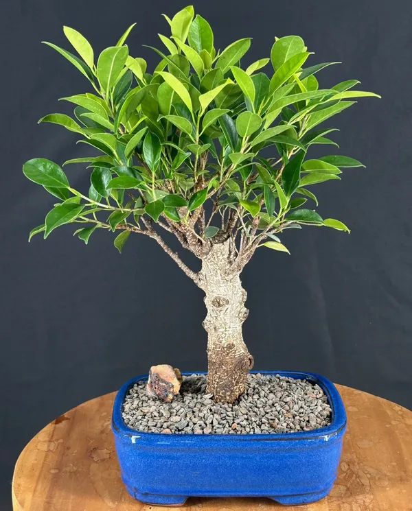 Ficus Retusa Bonsai, Straight Trunk, 9 Years Old (Ficus retusa)