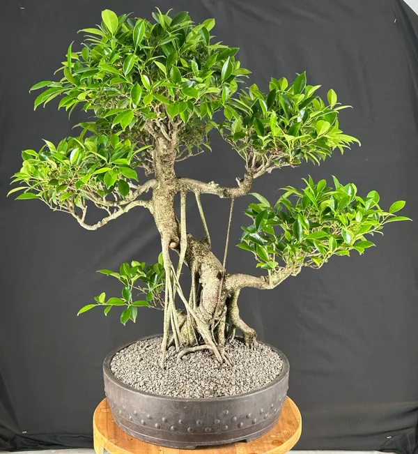 Ficus Retusa Banyan Bonsai (Ficus retusa)