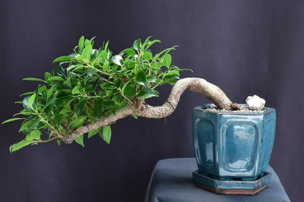 Ficus Retusa Bonsai, Cascade, 12 Years Old (Ficus retusa)