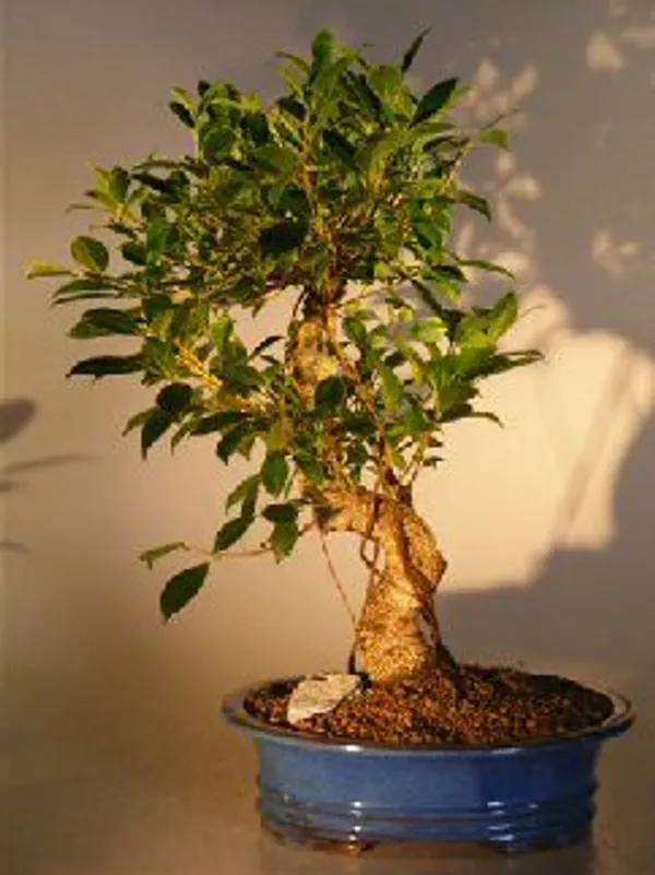 Extra Large Ficus Retusa Bonsai, Curved Trunk, 13 Years Old (Ficus retusa)