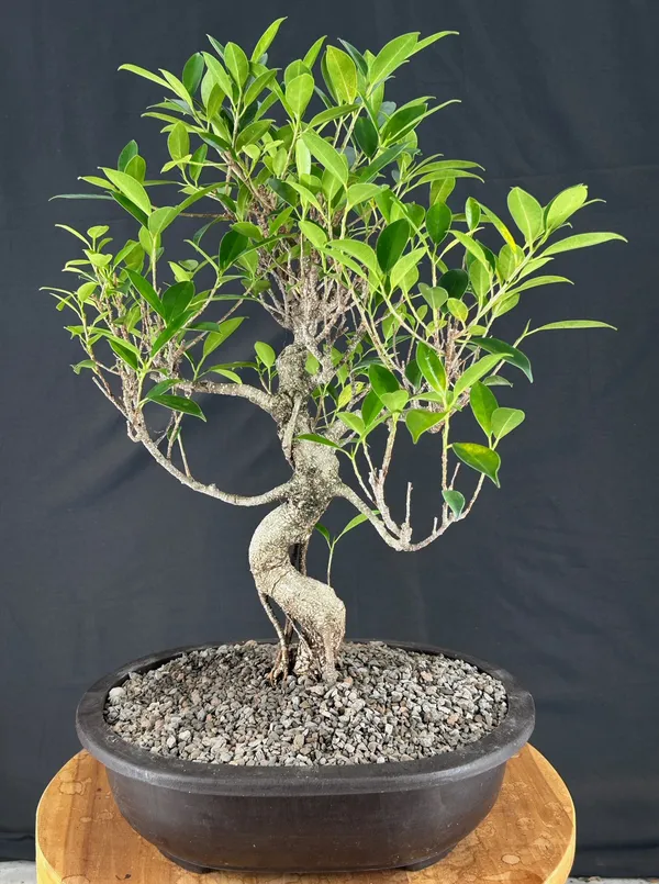Ficus Retusa Bonsai, Curved Trunk, 19 Years Old (Ficus retusa)