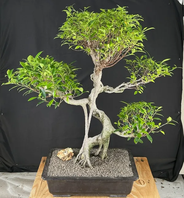 Ficus Retusa Bonsai, Curved Trunk, 61 Years Old (Ficus retusa)