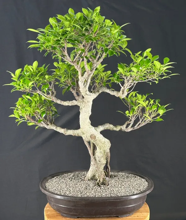 Ficus Retusa Bonsai, Curved Trunk, 55 Years Old (Ficus retusa)