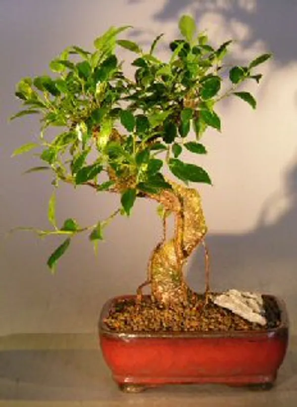 Medium Ficus Retusa Bonsai, Curved Trunk, 8 Years Old (Ficus retusa)