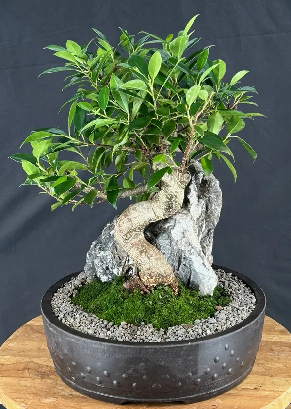 Ficus Retusa Bonsai, Root Over Rock, 15 Years Old (Ficus retusa)