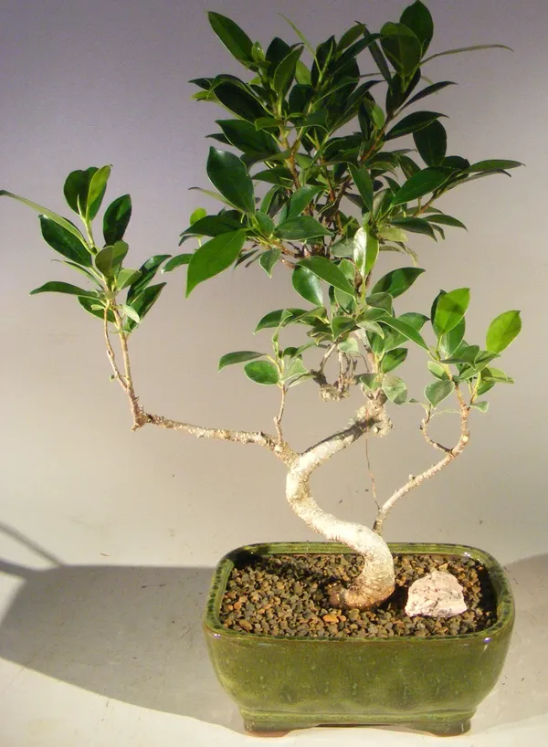 Small Ficus Retusa Bonsai, Curved Trunk, 6 Years Old (Ficus retusa)