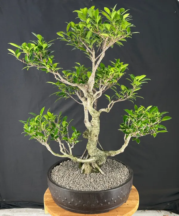 Ficus Retusa Bonsai, Tiered Branching, 27 Years Old (Ficus retusa)