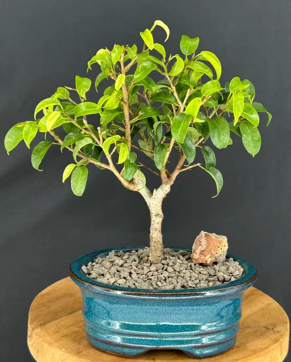 Small Ficus 'Too Little' Bonsai, 6 Years Old (Ficus benjamina)