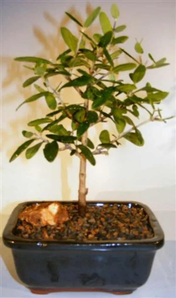 Flowering and Fruiting Arbequina Olive Bonsai