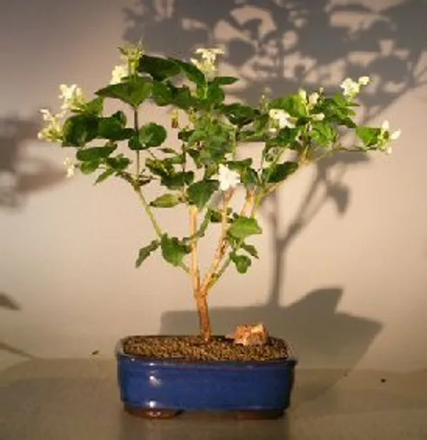 Flowering Arabian Jasmine Bonsai (Jasminum sambac)