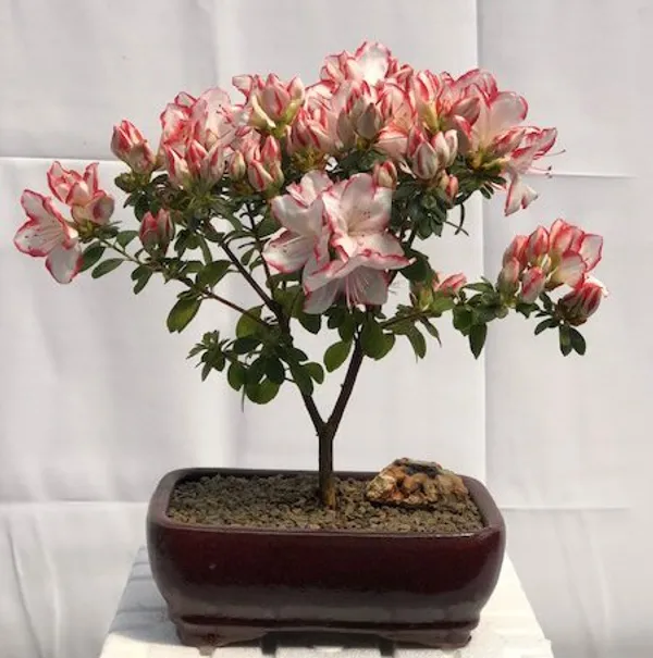 Flowering Azalea Bonsai, 10 Years Old (Azalea japonica 'Sachsenstern')