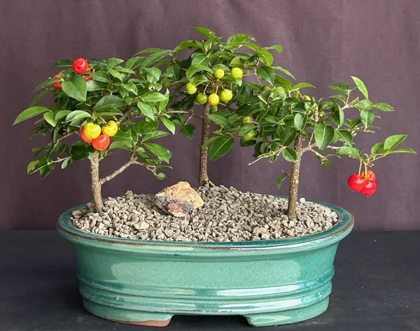 Flowering Barbados Cherry Group Bonsai, Three Tree Forest, 4 Years Old (Malpighia pendiculata)
