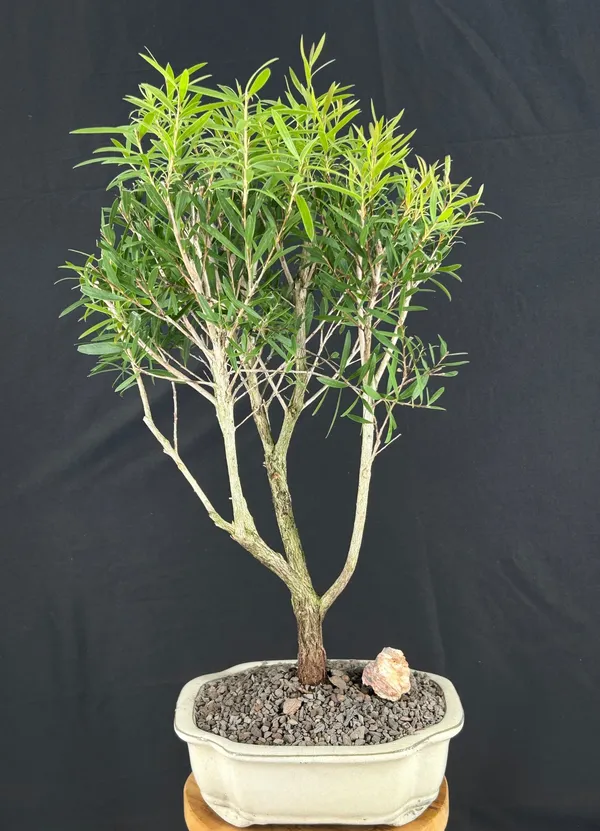Medium Flowering Bottlebrush Little John Bonsai, 12 Years Old (Callistemon citrinus)
