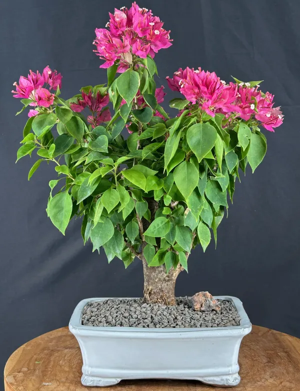 Flowering Bougainvillea Bonsai, Aged, 10 Years Old (Pink pixie)