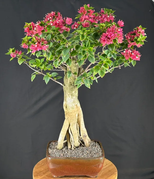 Flowering Bougainvillea Bonsai, Exposed Roots, 16 by 26 Inches (Pink pixie)