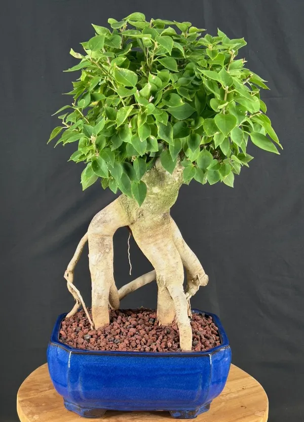 Flowering Bougainvillea Bonsai, Exposed Roots, 12 by 22 Inches (Pink pixie)