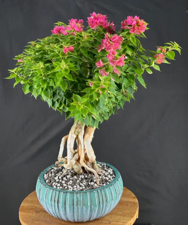 Flowering Bougainvillea Bonsai, Exposed Roots, 13 by 22 Inches (Pink pixie)