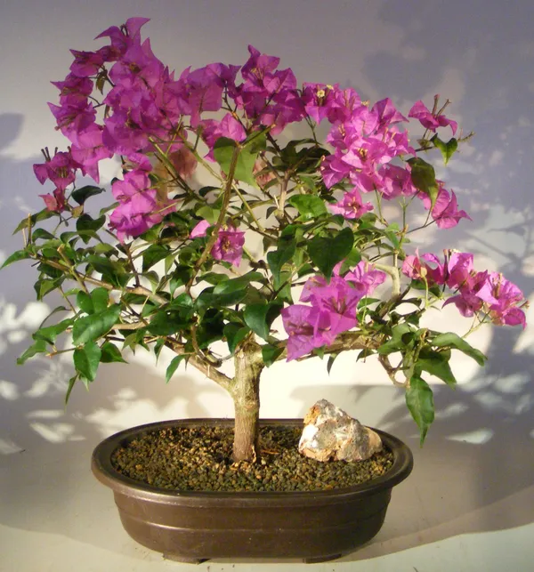Large Flowering Bougainvillea Bonsai, 18 Years Old (Pink pixie)