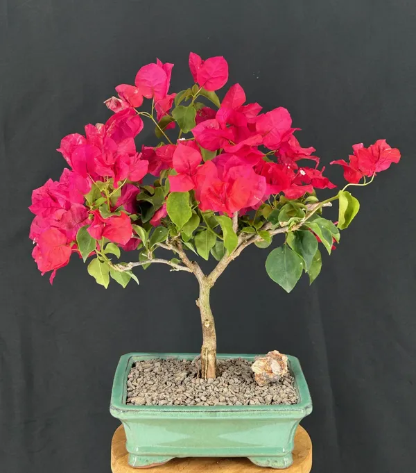 Medium Flowering Bougainvillea Bonsai, 9 Years Old (Pink pixie)