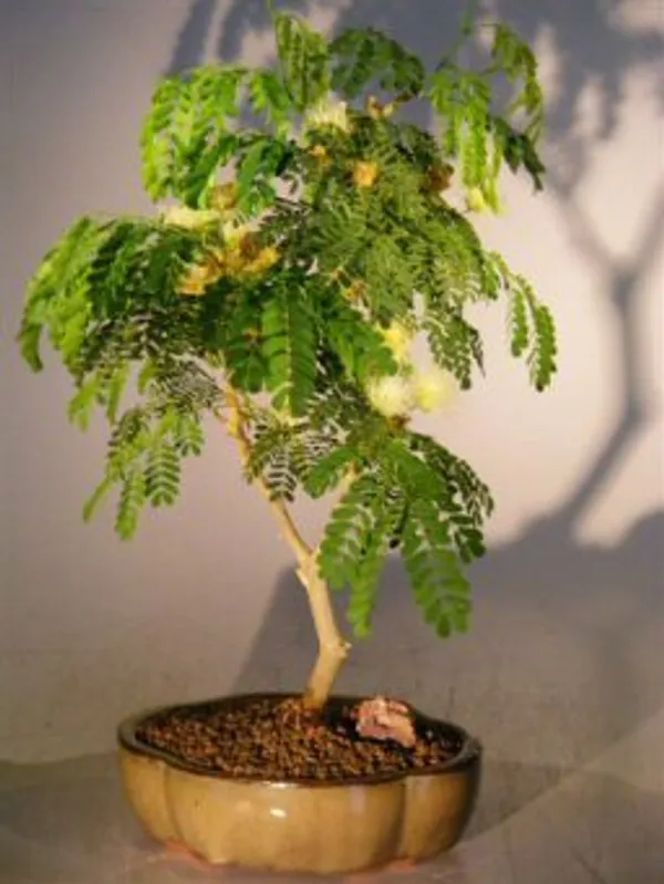 Medium Flowering Brazilian Raintree Bonsai, 11 Years Old (Chloroleucon tortum)