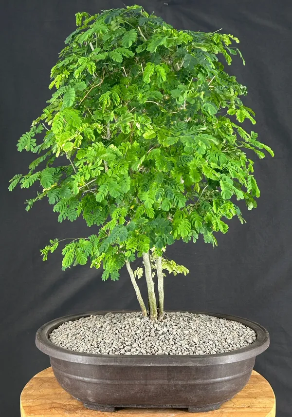Flowering Brazilian Raintree Bonsai, 17 Years Old (Chloroleucon tortum)