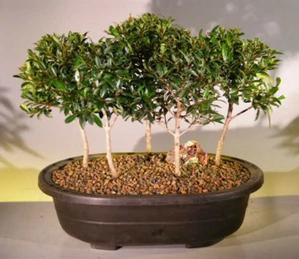 Flowering Brush Cherry Group Bonsai, Five Tree Forest, 7 Years Old (Eugenia myrtifolia)