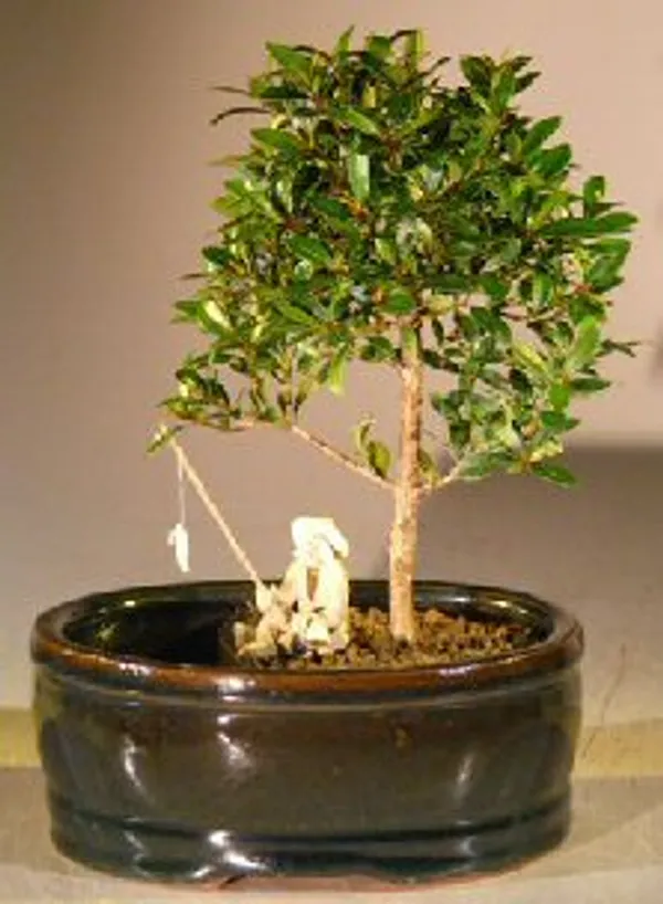 Small Flowering Brush Cherry Bonsai, Land and Water Pot, 5 Years Old (Eugenia myrtifolia)